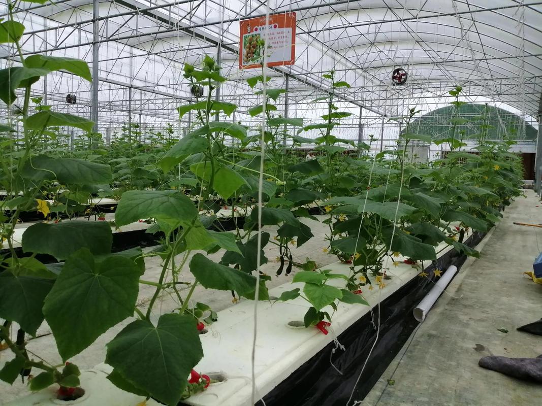 甜蜜采摘正當(dāng)時 天貓蔬菜瓜果種植服務(wù)助您嘗鮮水果青瓜