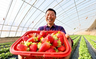 蔬果種植與采摘一體化服務(wù) 從田間到餐桌的健康體驗